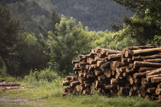 Jó hír az erdőtulajdonosoknak: egyszerűsödik a legális fakitermeléssel járó procedúra