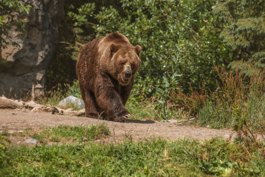 Tánczos Barna: az RMDSZ ellenzi a veszélyes medvék Romániába szállítását