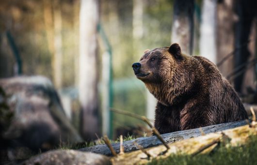 Tánczos Barna: medvetámadás esetén lehetővé kell tennünk az azonnali közbelépést – július folyamán fogadja el a kormány az erre vonatkozó jogszabályt Tánczos Barna: medvetámadás esetén lehetővé kell tennünk az azonnali közbelépést – július folyamán fogadja el a kormány az erre vonatkozó jogszabályt