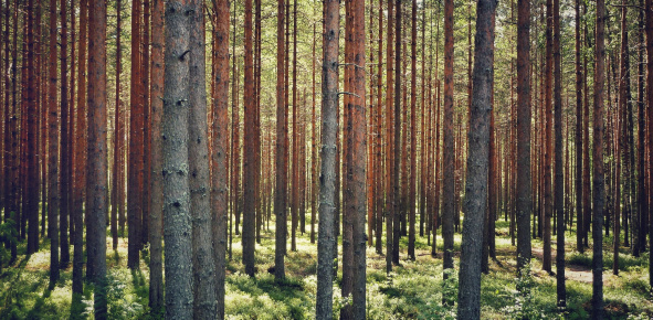 Tánczos Barna: új szemléletre van szükség az erdőgazdálkodásban Romániában és Uniós szinten is