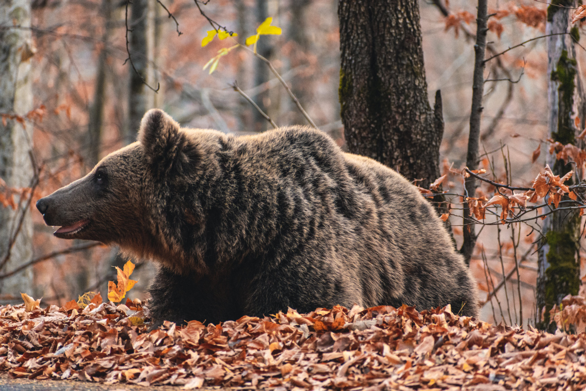 Hatékonyabbá tesszük a beavatkozást a veszélyes medvékkel szemben